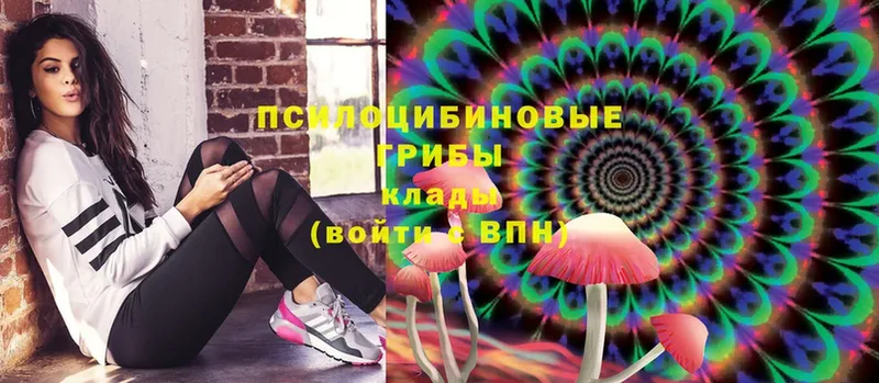 где купить наркоту  Жердевка  Галлюциногенные грибы MAGIC MUSHROOMS 